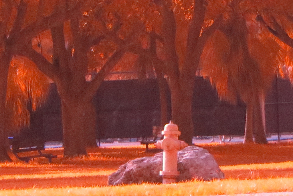 Aerochrome filter image  Changing green into red orange hues - A small white hydrant stands in front of a large rock in a park, with orange-tinted trees and grass filling the scene.