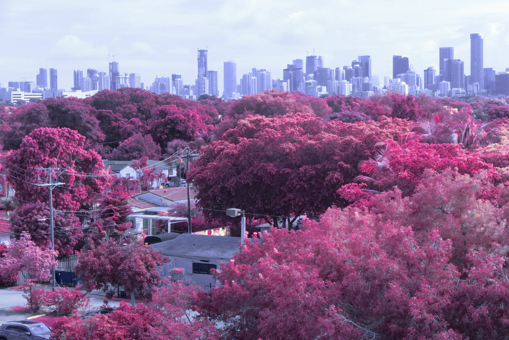 Infrared Lut Filter to pink after photo example - A scenic view of a city skyline in the distance, framed by dense trees in vivid autumn colors of red, orange, and pink in the foreground.