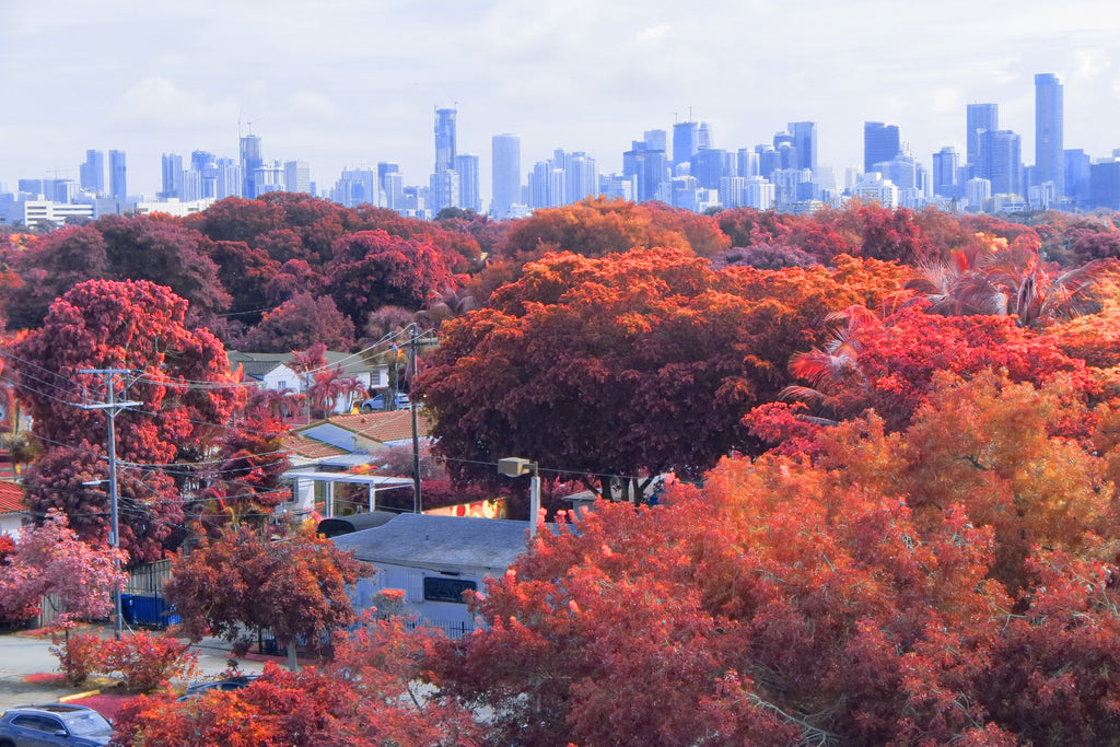 Real Time Infrared Lut after photo - A scenic view of a city skyline in the distance, framed by dense trees in vivid autumn colors of red, orange, and pink in the foreground.