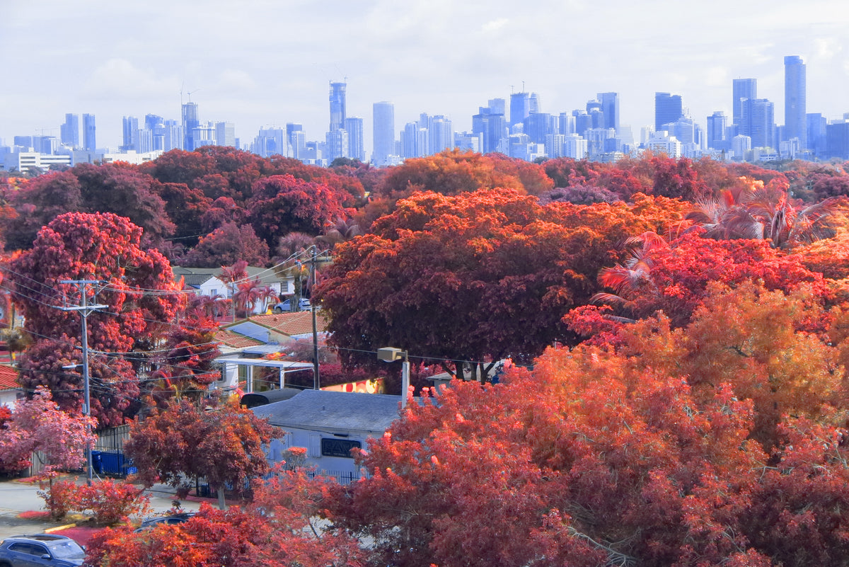 Real Time Infrared Lut after photo - A scenic view of a city skyline in the distance, framed by dense trees in vivid autumn colors of red, orange, and pink in the foreground.