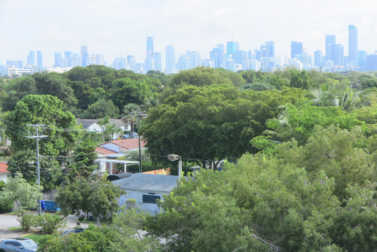 Before IR Cherry Blossom Lut is appliedA scenic view of a dense green residential neighborhood with houses partially obscured by lush trees, set against a distant blue-toned city skyline under a bright sky.