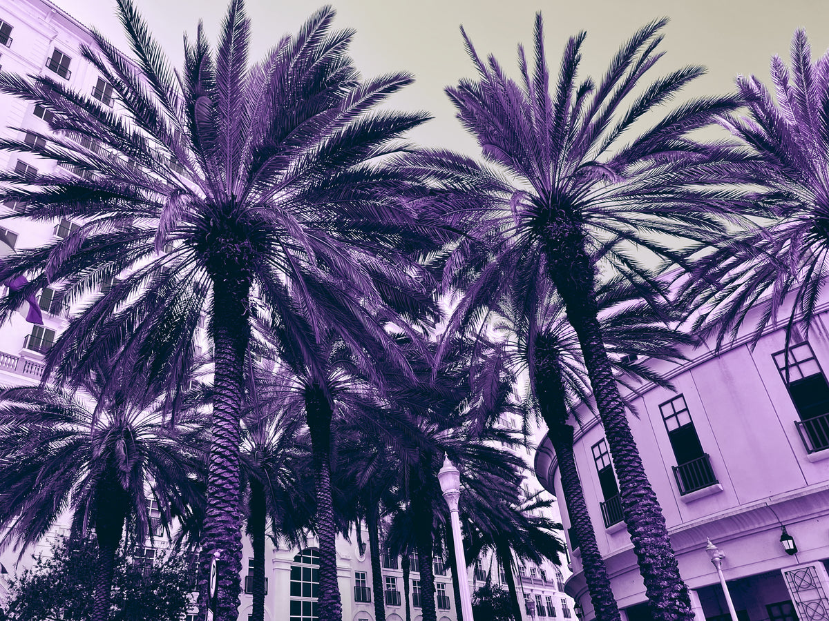 Lavender Palm Trees Landscape for video and photography editing