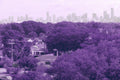 Lavender Purple Video & Stock Photo Lut for LUMIX BlackMagic Light Room Photoshop CapCut Divinci  Resolve edit footage 