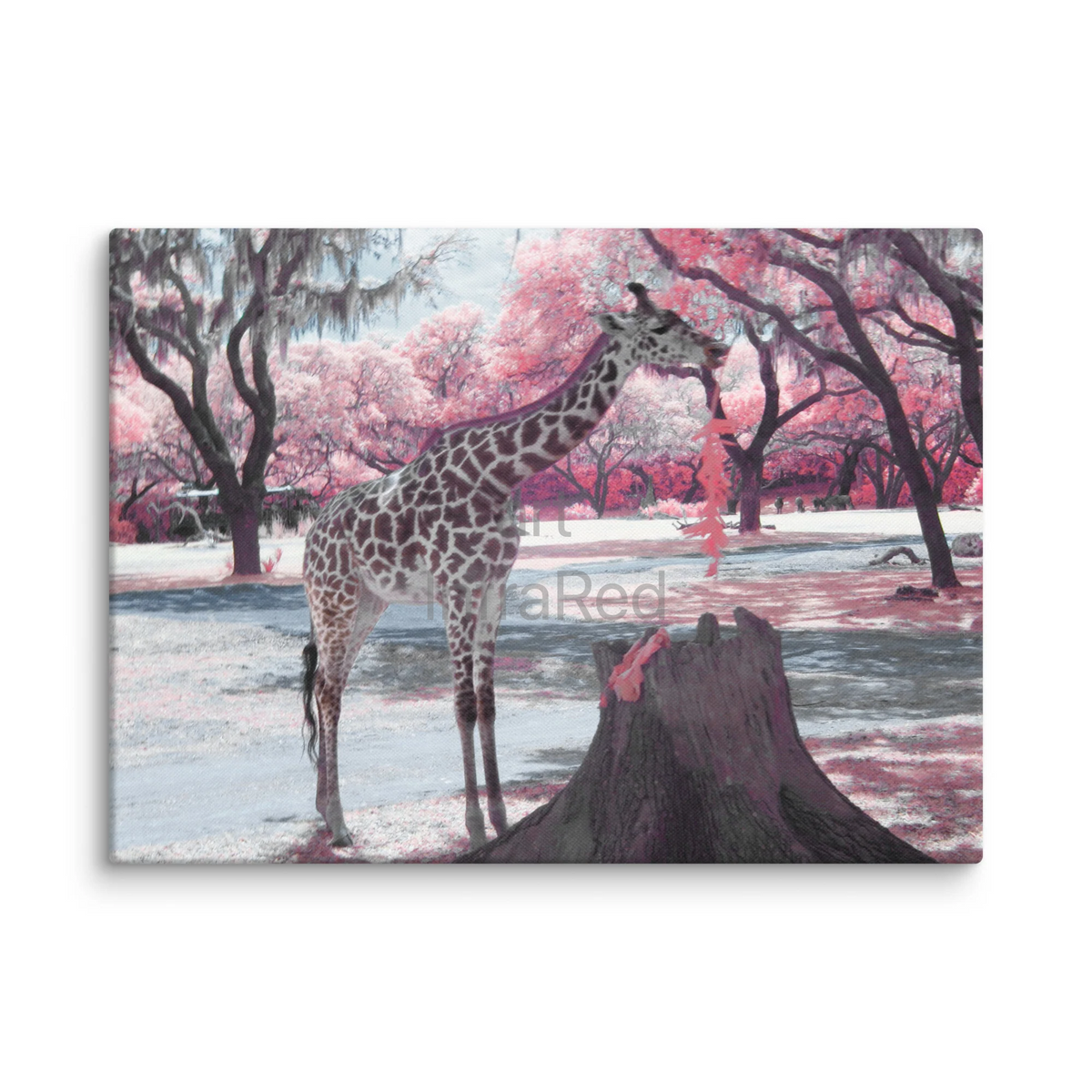  Watermarked pink giraffe eating leaves in an infrared photograph, shown as a printable nursery wall art preview. Stock Photo
