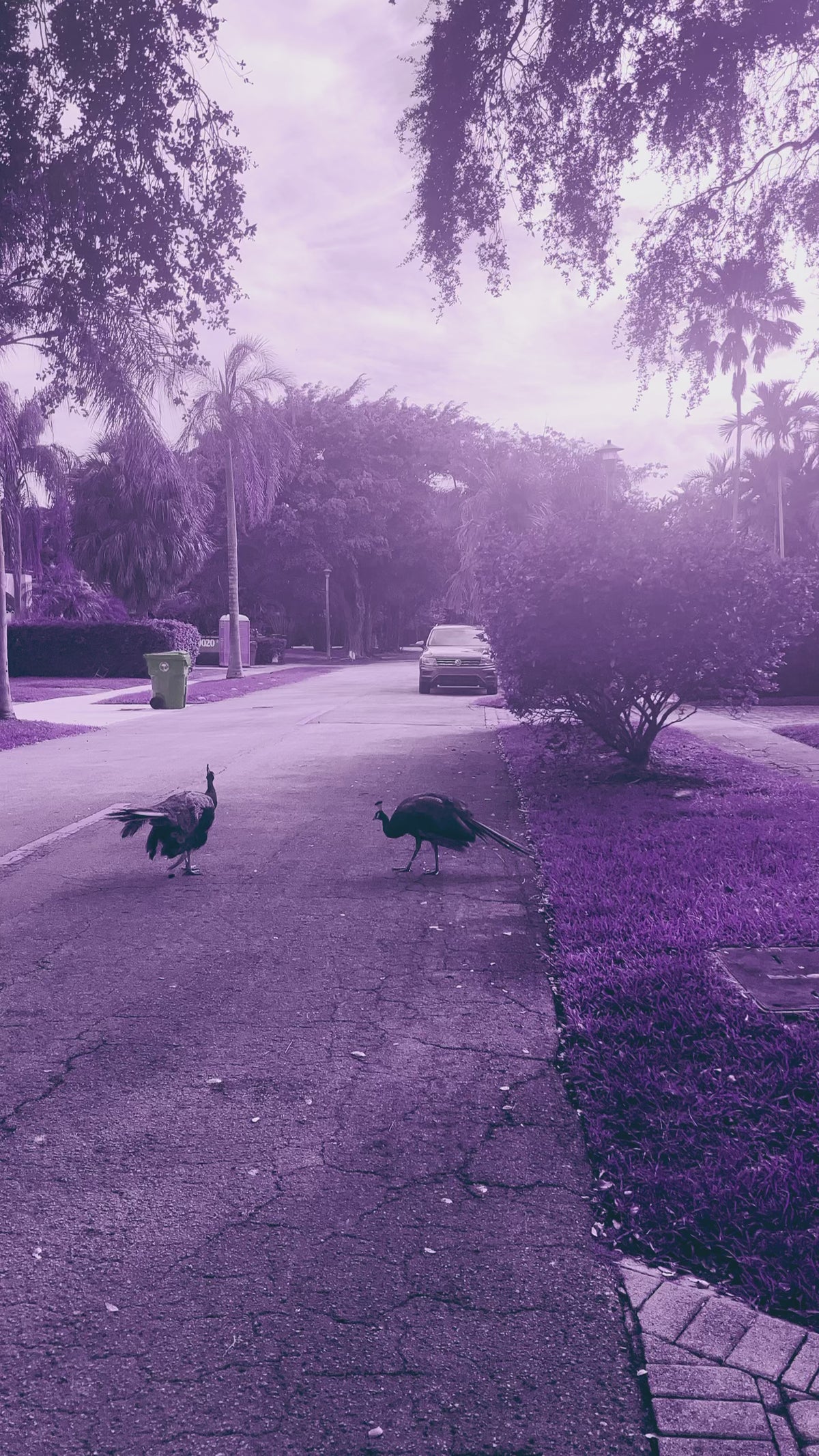 IR Lavender Lut (Dark & Light Purple Background InfraRed Landscapes)
